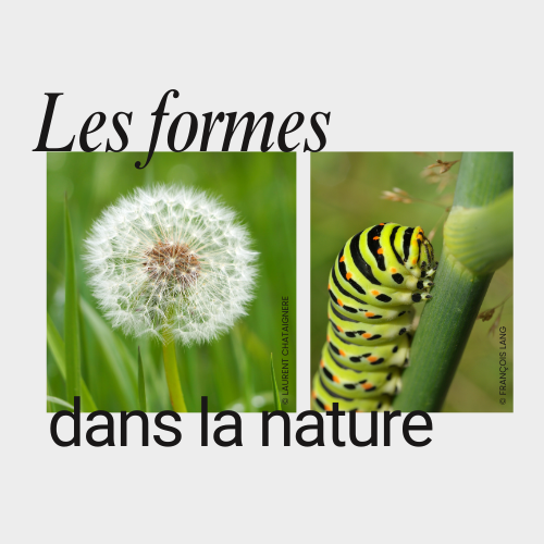 Le formes dans la nature Evran